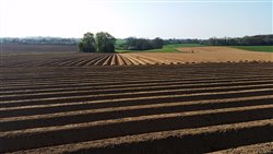 Plantation de pommes de terre - Virville